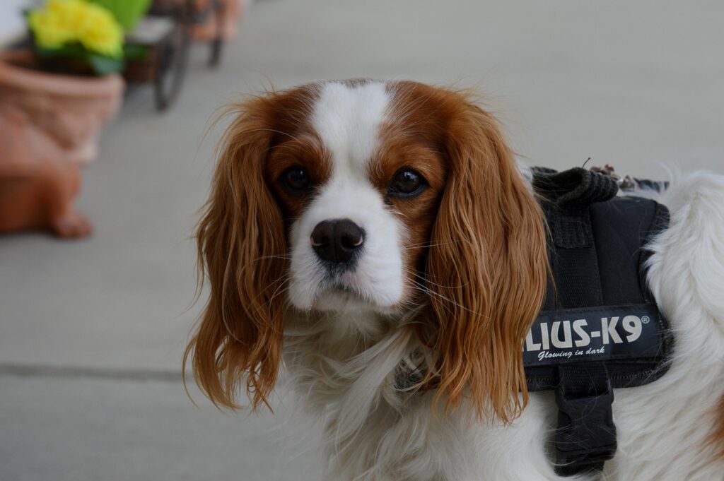 Cavalier King Charles Spaniel