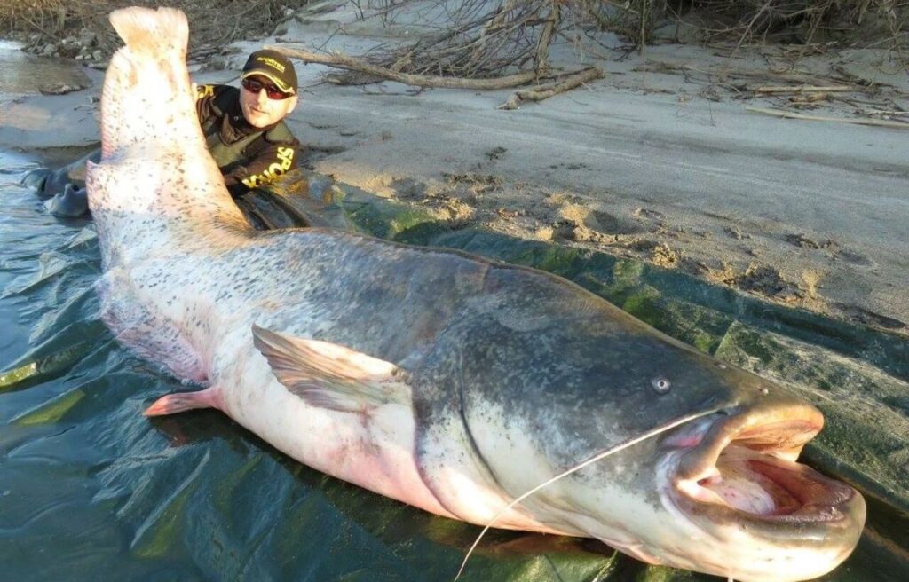 Angler posing with a massive catfish on the riverbank.