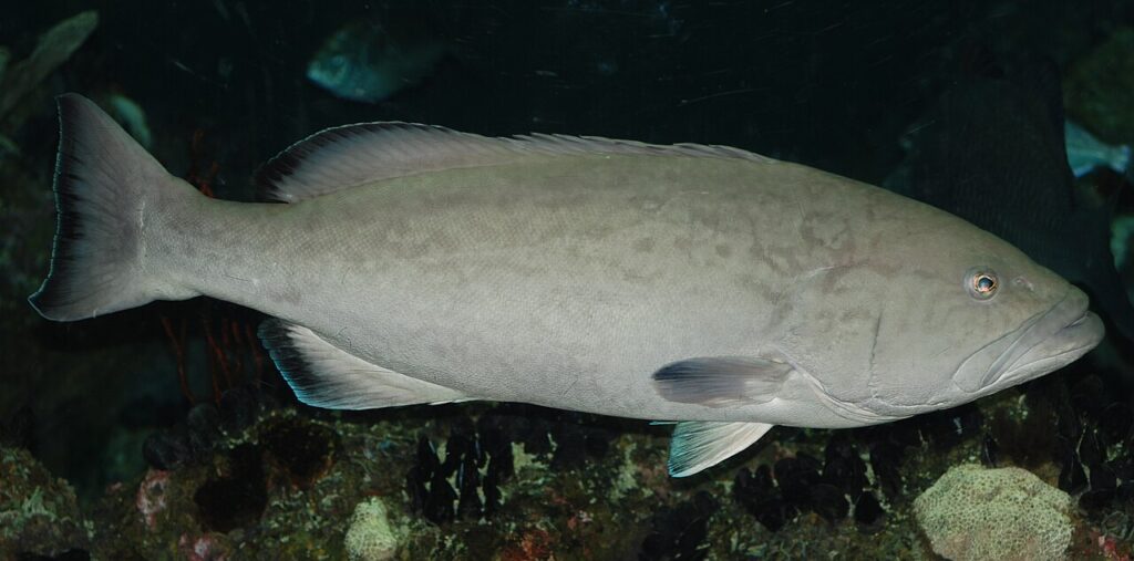 Grouper fish