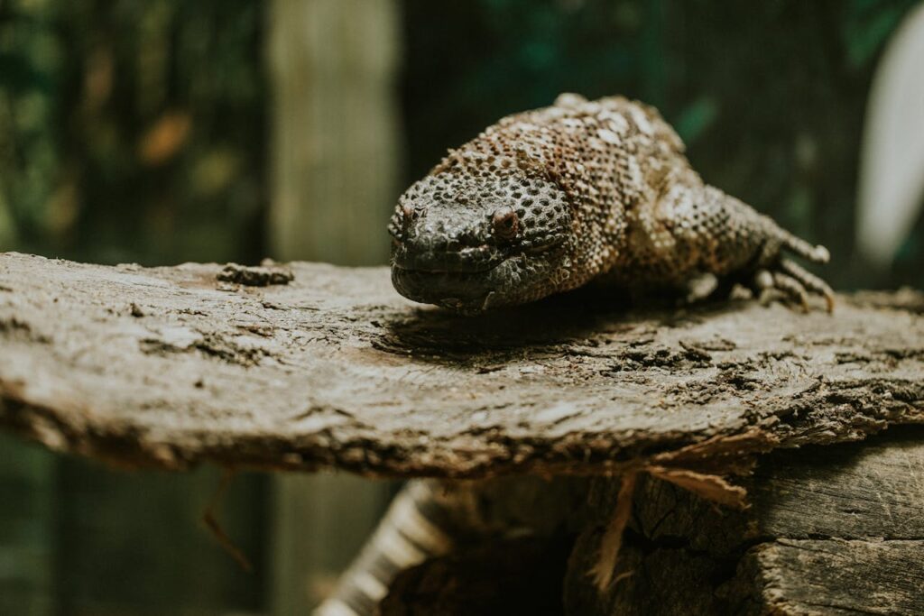 gila monster