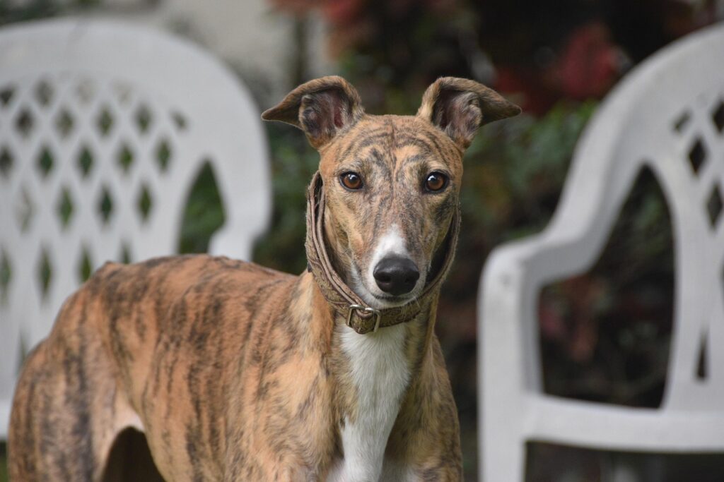 greyhound-4841114_1280