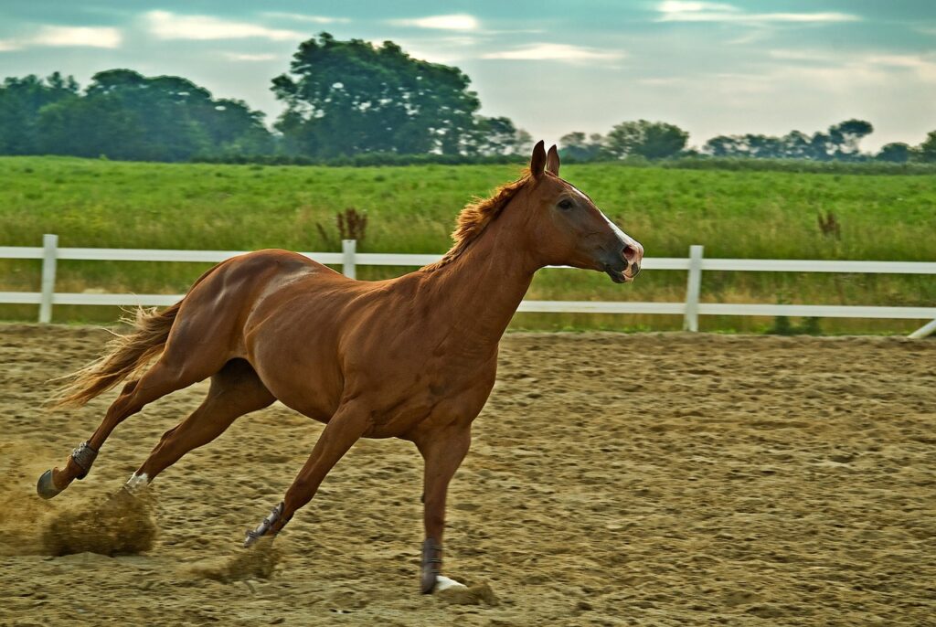 A Thoroughbred galloping