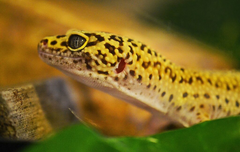 gecko-517670_1280