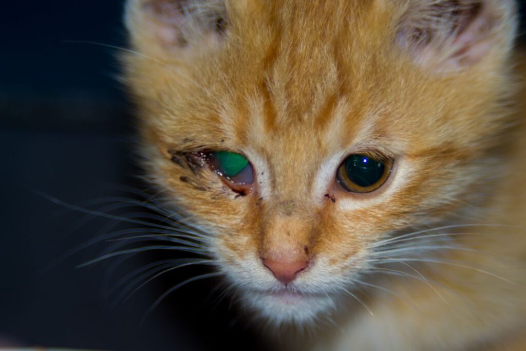 Eye conjuctivitis in cat (kitten)