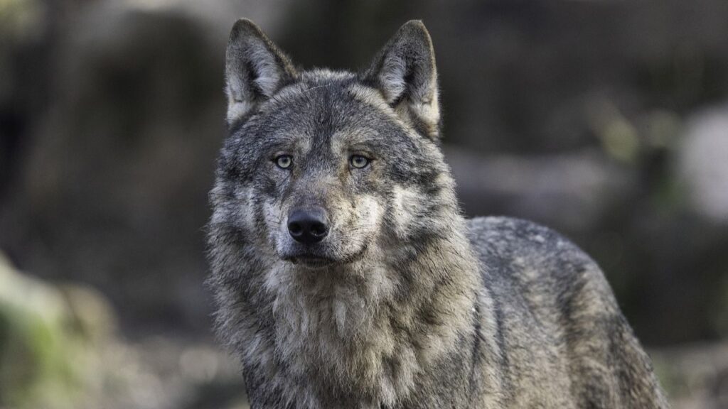 Gray Wolf