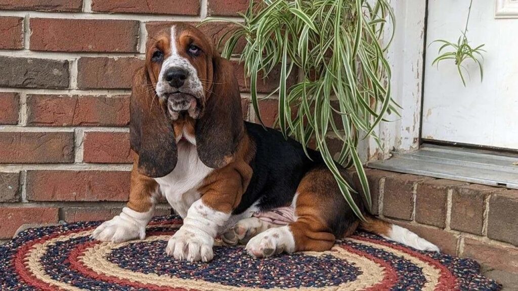 Basset Hound