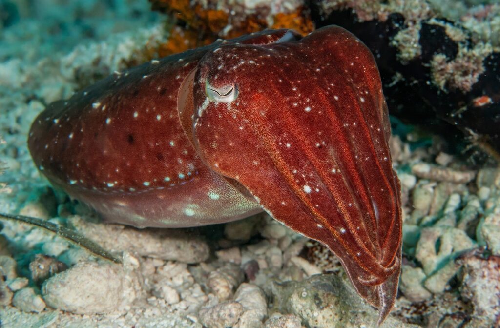 cuttlefish-8840455_1280