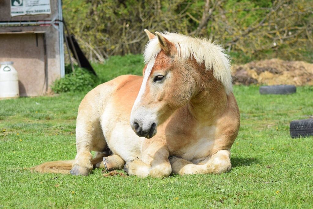 haflinger