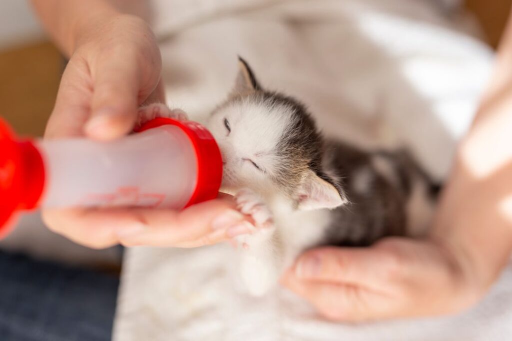 Bottle Feed With Kitten Formula Only