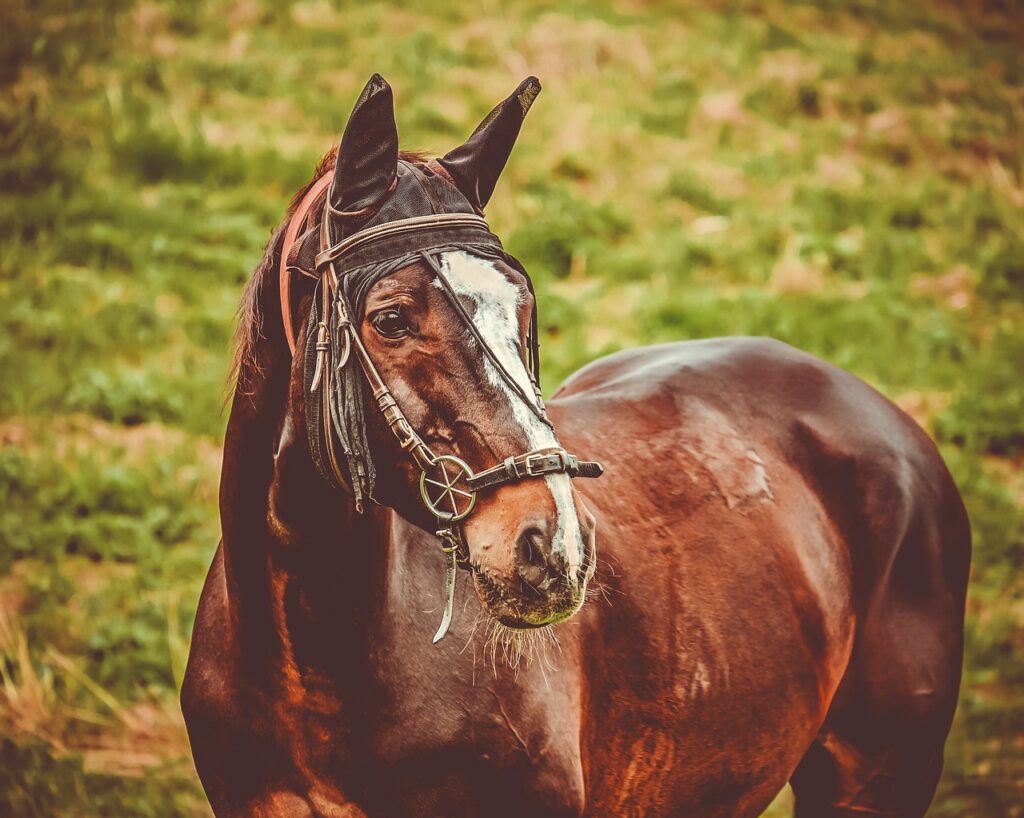 American Saddlebred