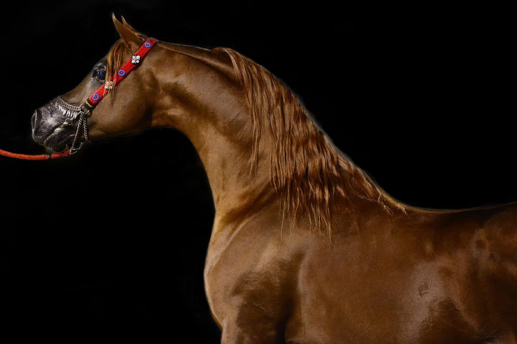 arabian horse