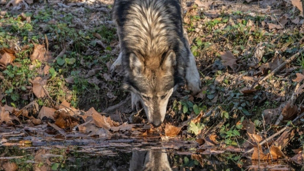 Red wolf drinking