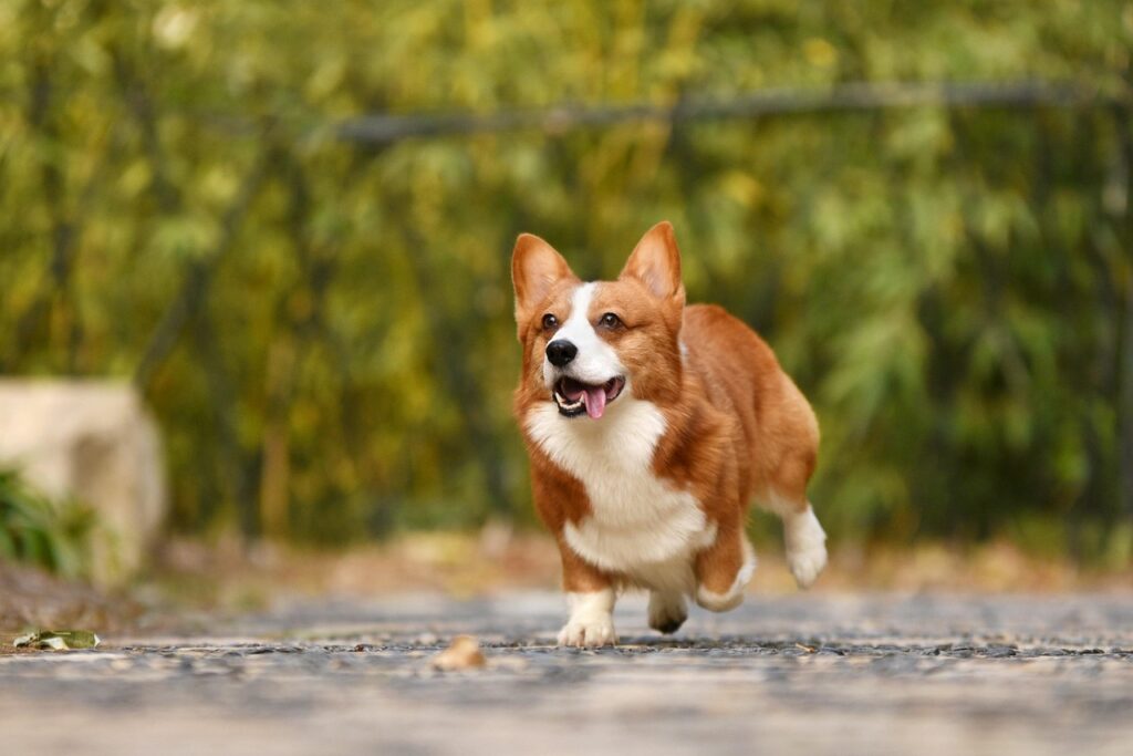 A Corgi Running