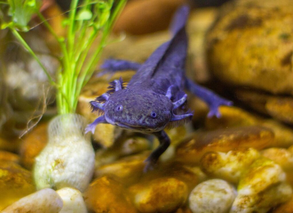Axolotl