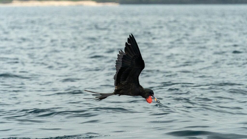 Frigatebird