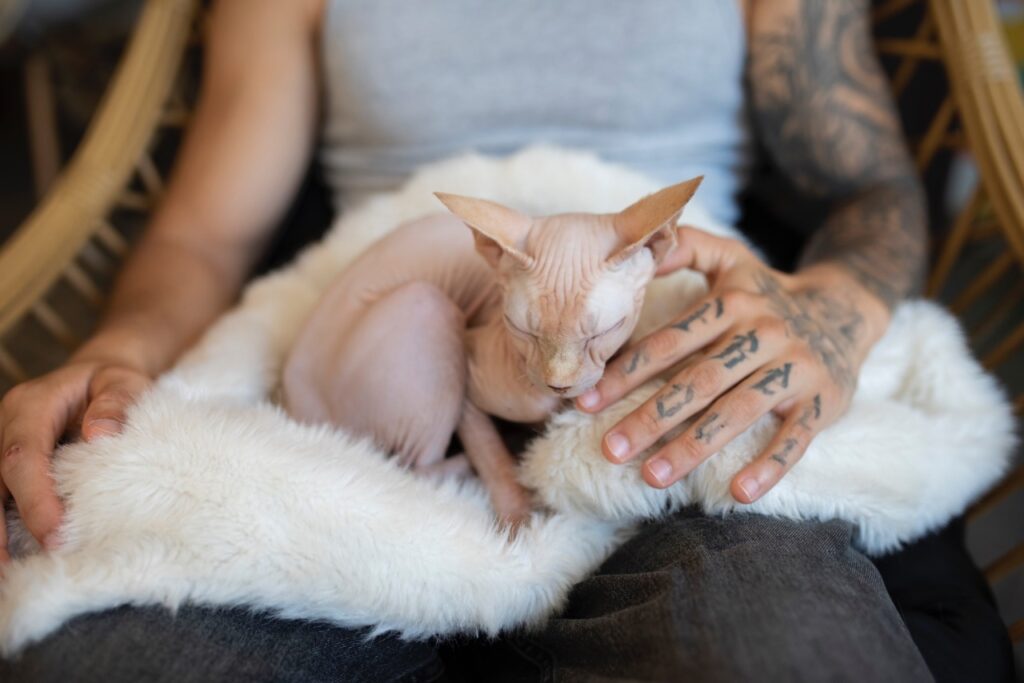 Sphinx Cat Care