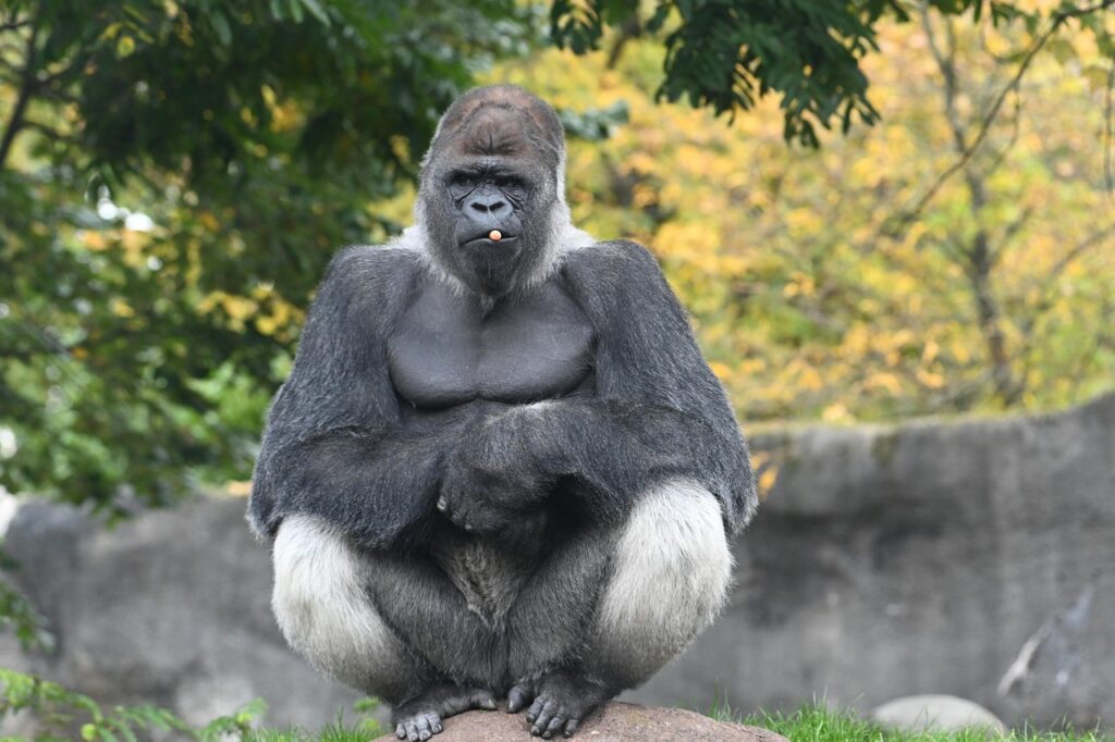 A Gorilla