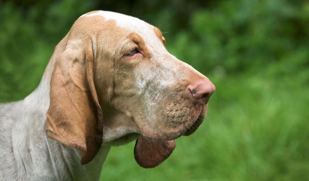 Side profile of a bloodhound with droopy ears and wrinkled skin.
