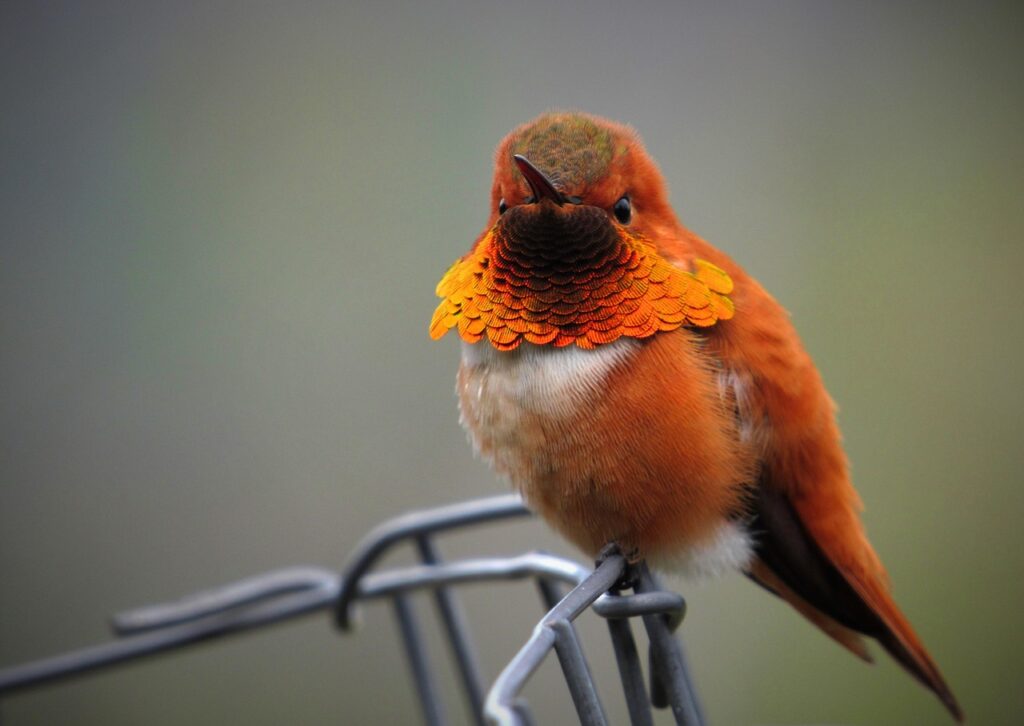 rufous