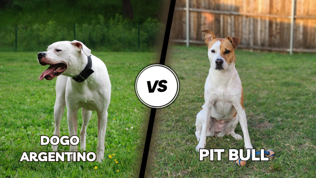 Dogo Argentino vs. Pit bull