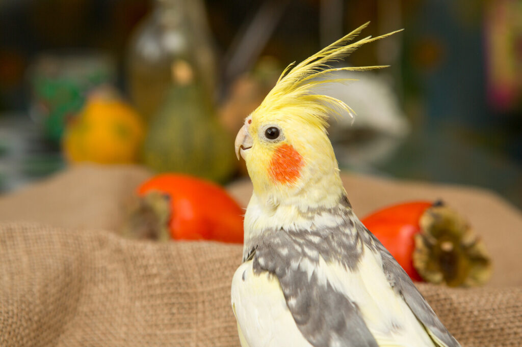 Cockatiel
