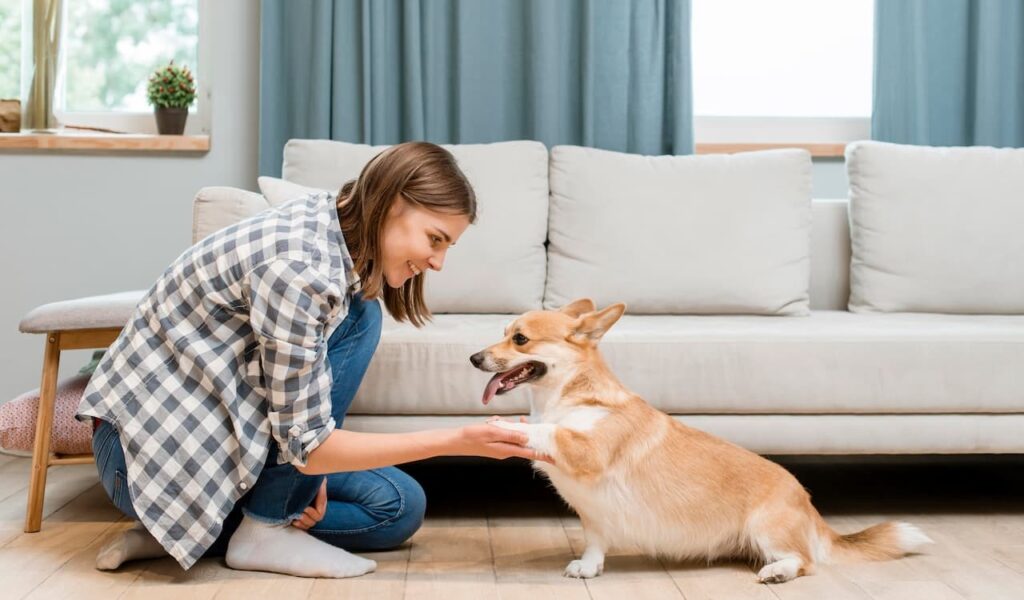 Woman teaching corgi to shake paw