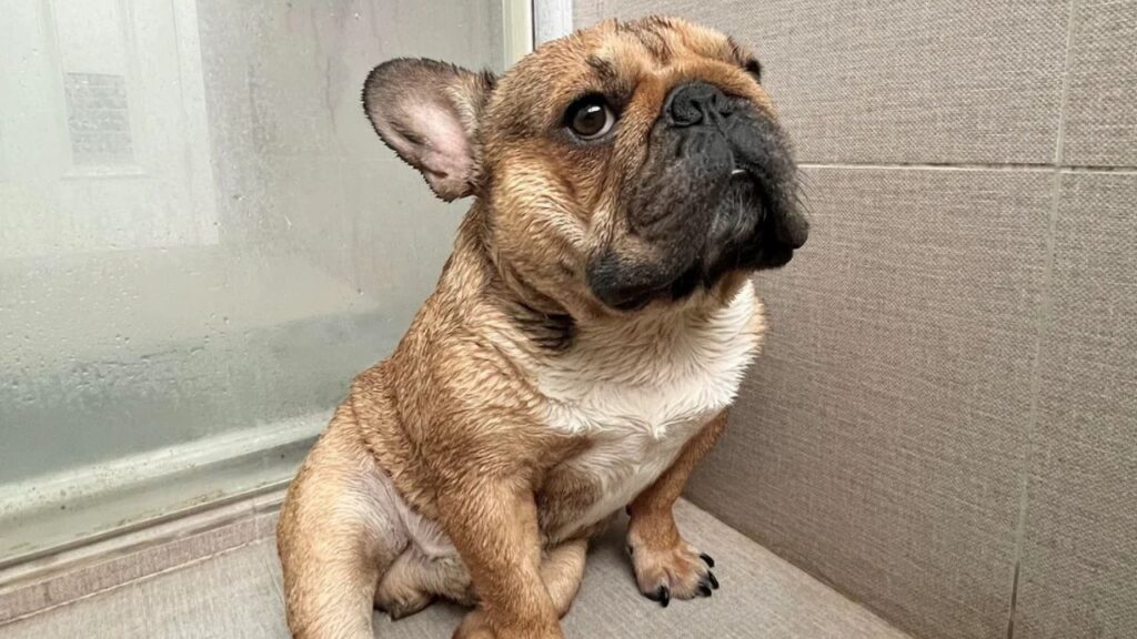 Dog Refuse To take bath