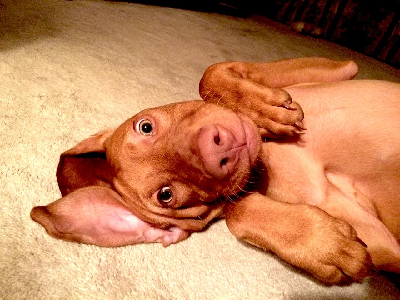 Vizsla