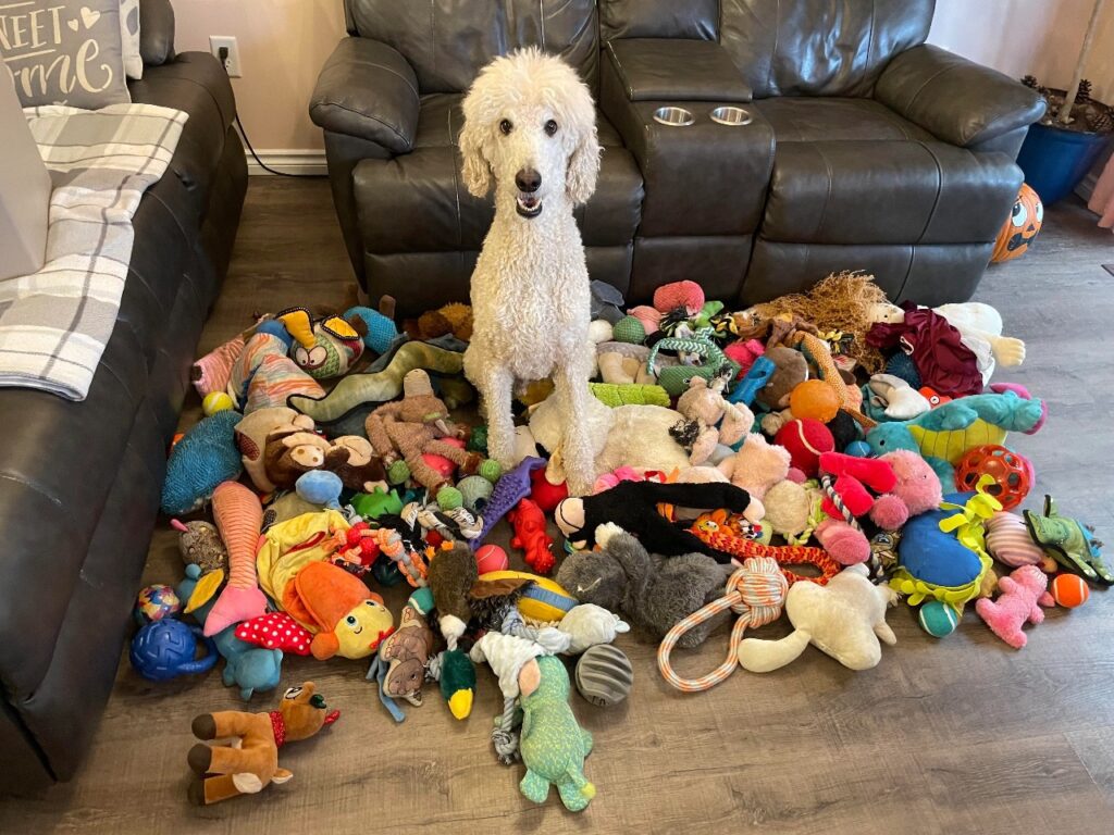 Dog with Lots Of Toys