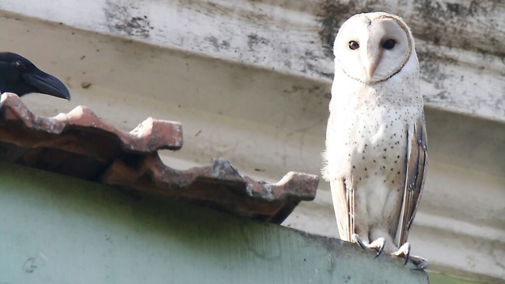 Barn Owl