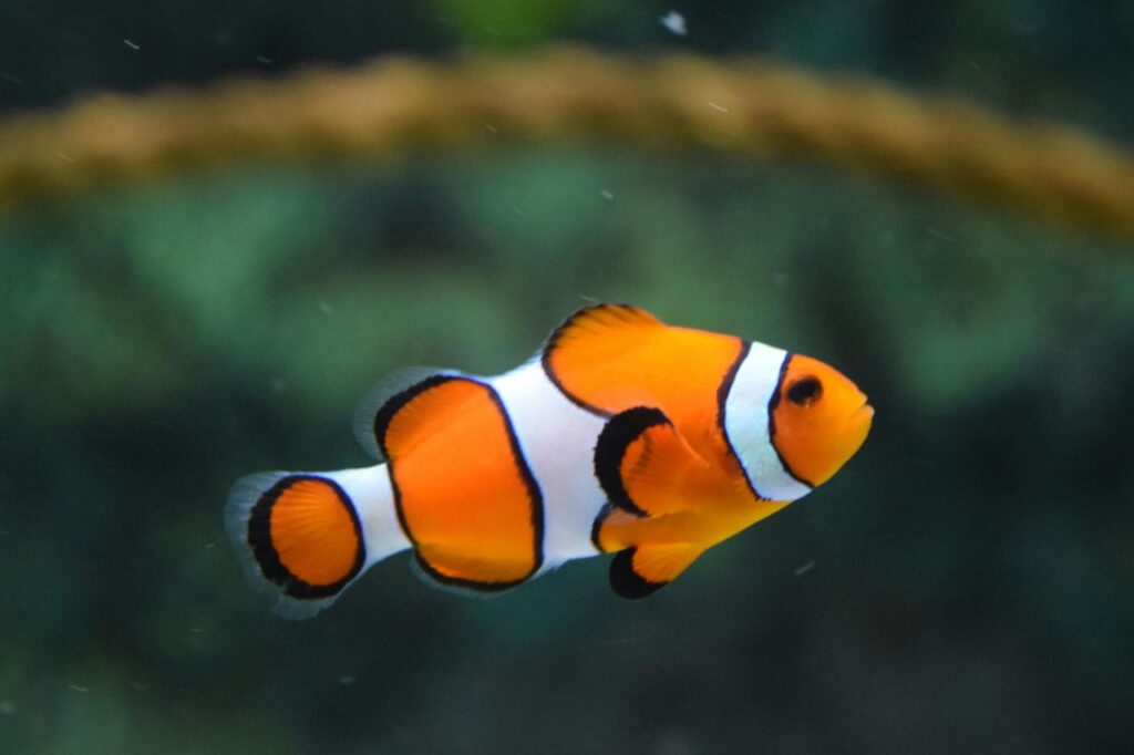 Pale looking Clownfish