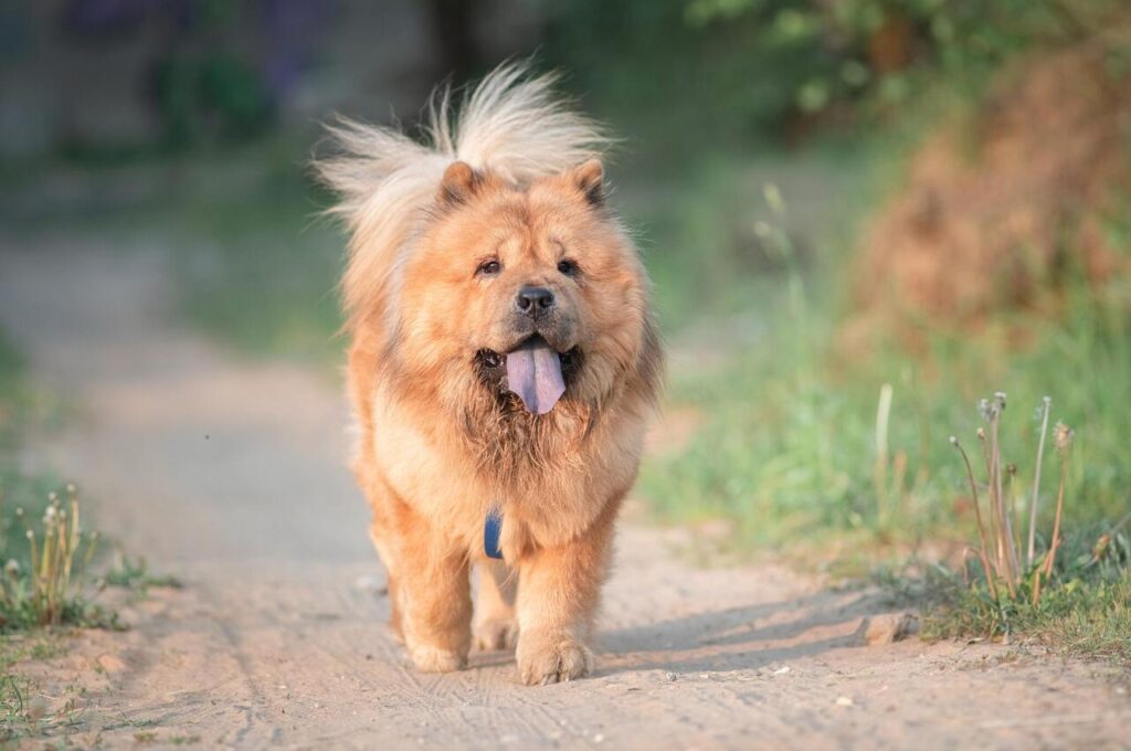 Chow Chow