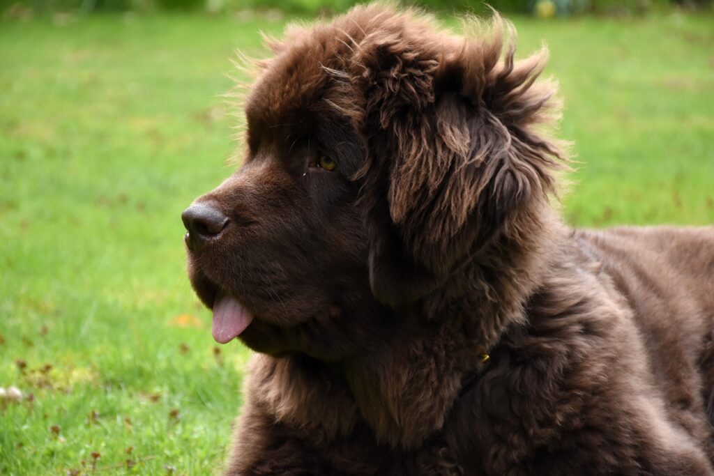 Newfoundland dog