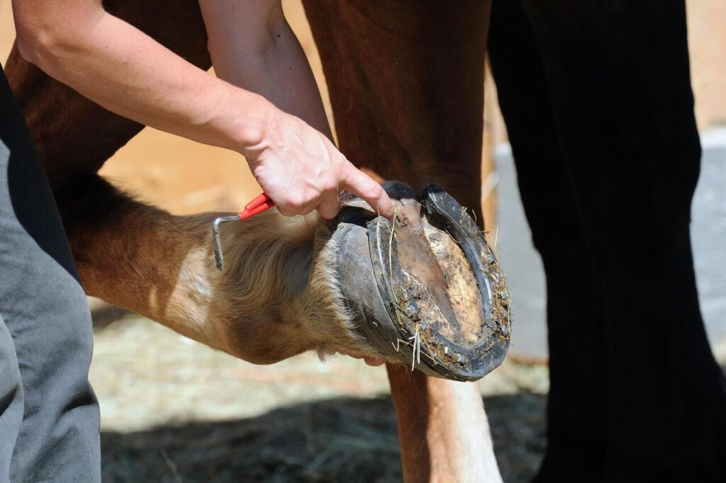 Standing Differently to Relieve Pressure (horse hoof)