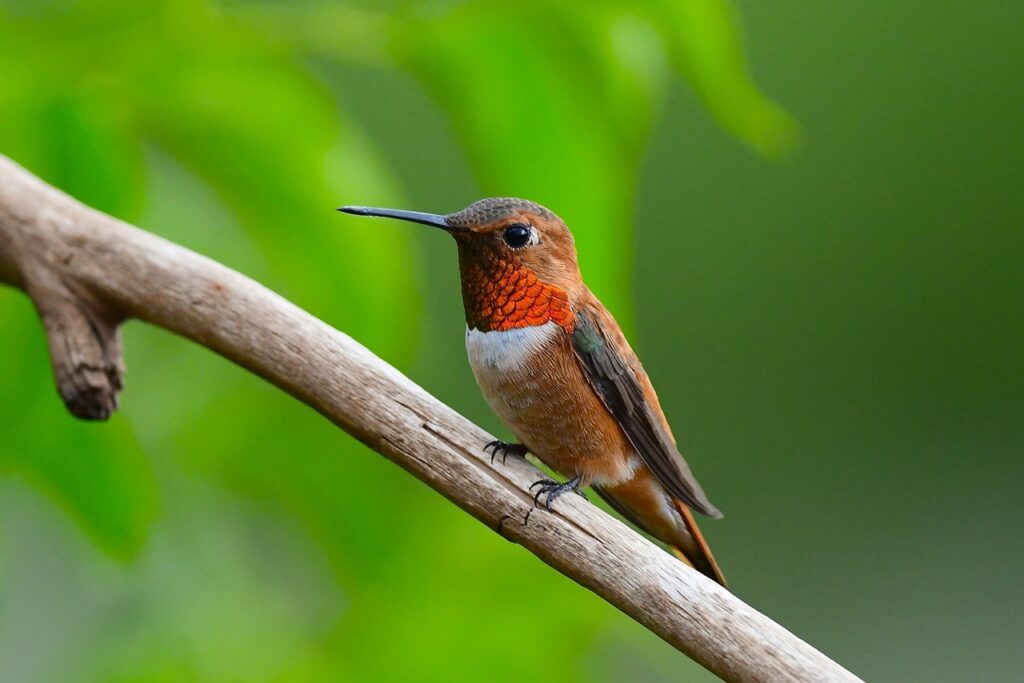 Rufous hummingbird