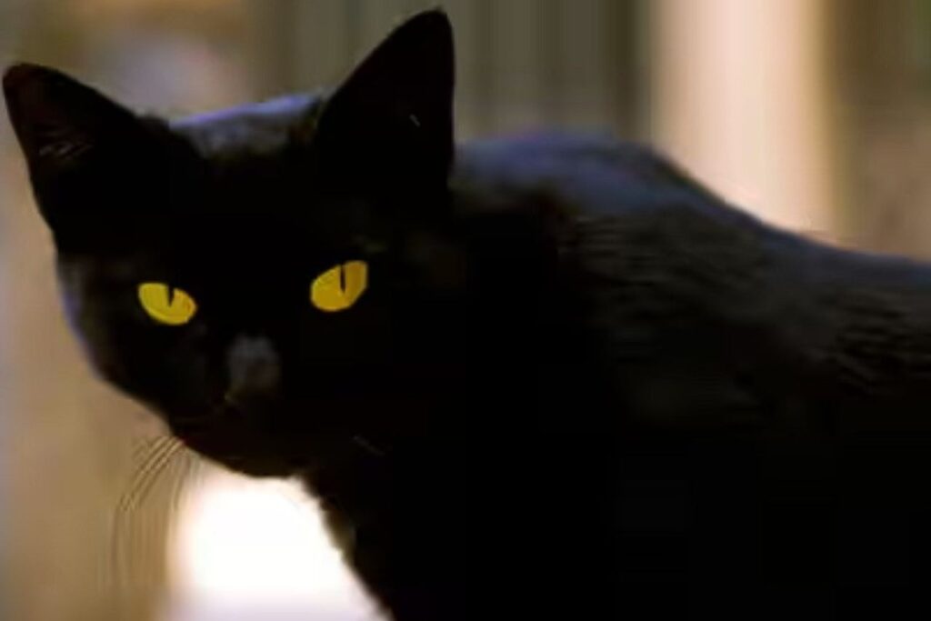 Tommaso the cat