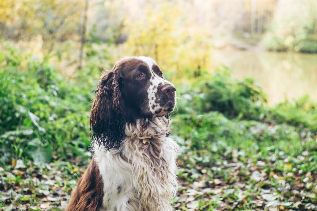 English Springer Spaniel 