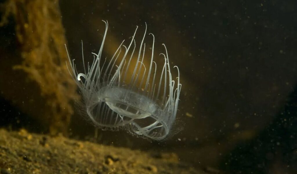 Freshwater jellyfish with translucent tentacles floating in dark water.