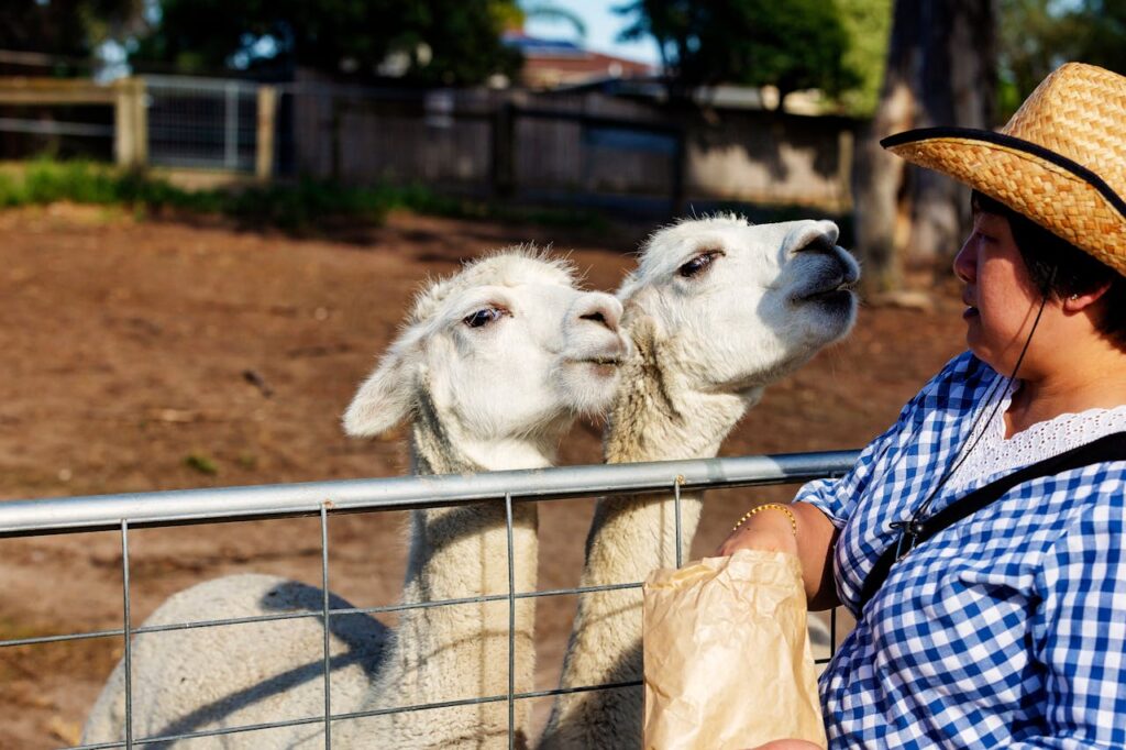 A woman Feeding two alpacas