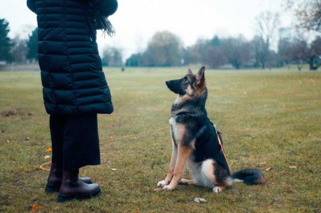 german shepherd with person