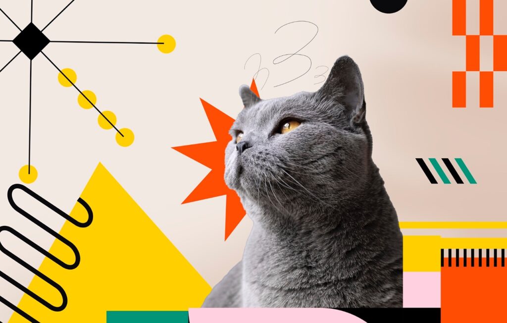 Cat Social media