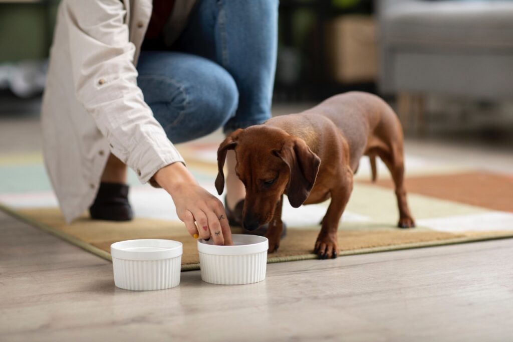 DOG MEAL TIME
