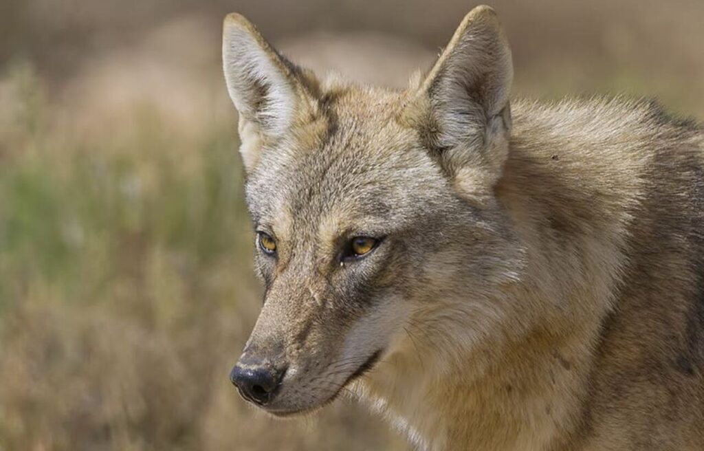 Arabian wolf with slender build and pale fur looking intently ahead.