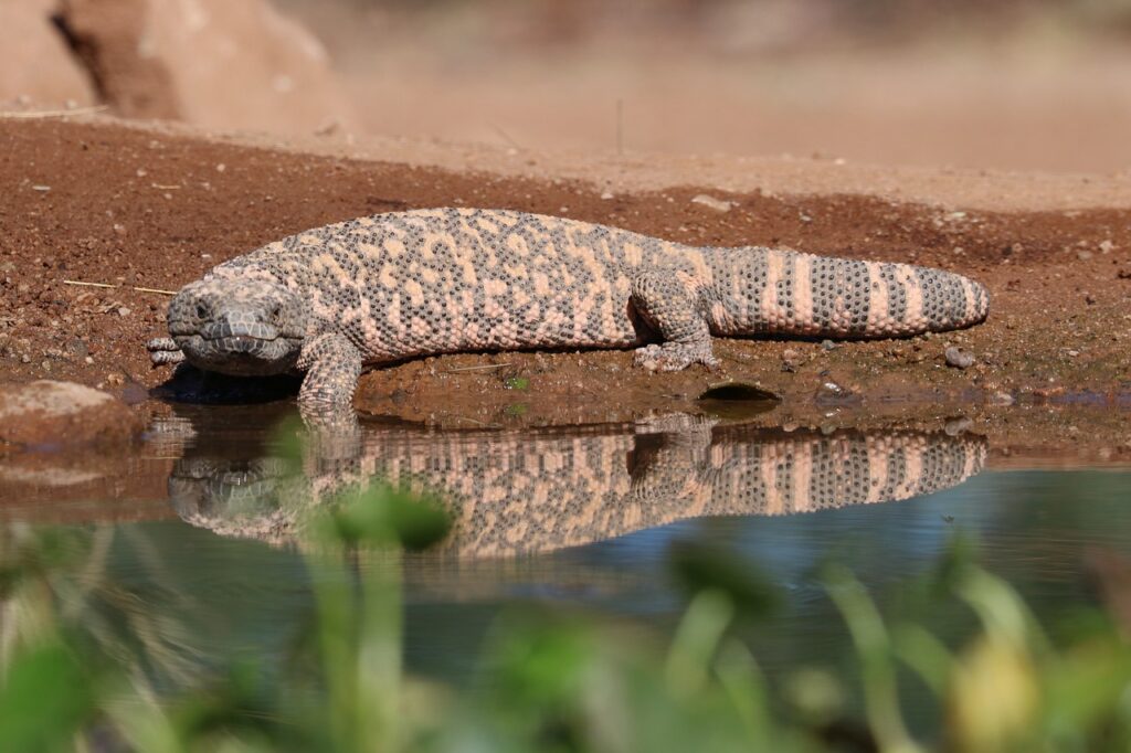 gila monster