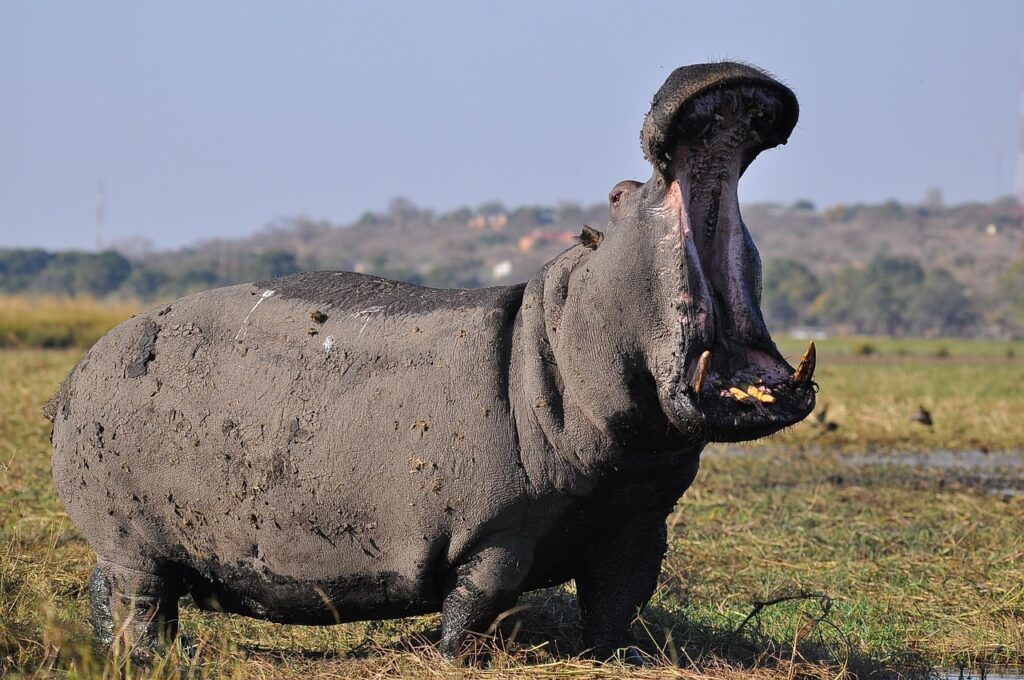 Hippo in land