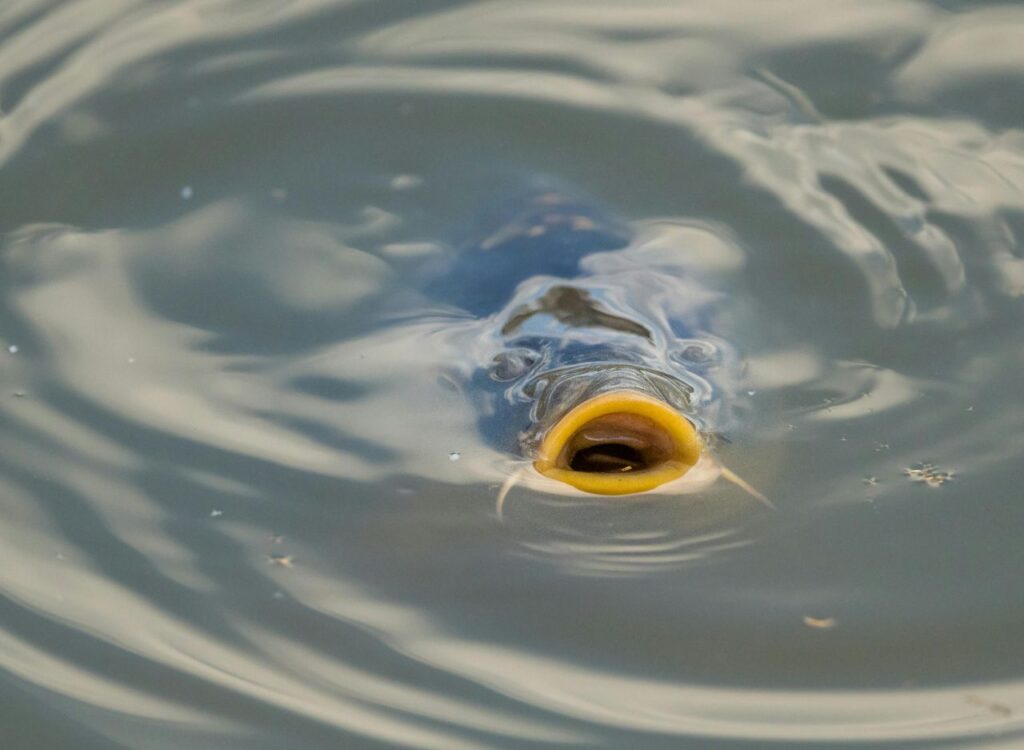 Fish Gasping