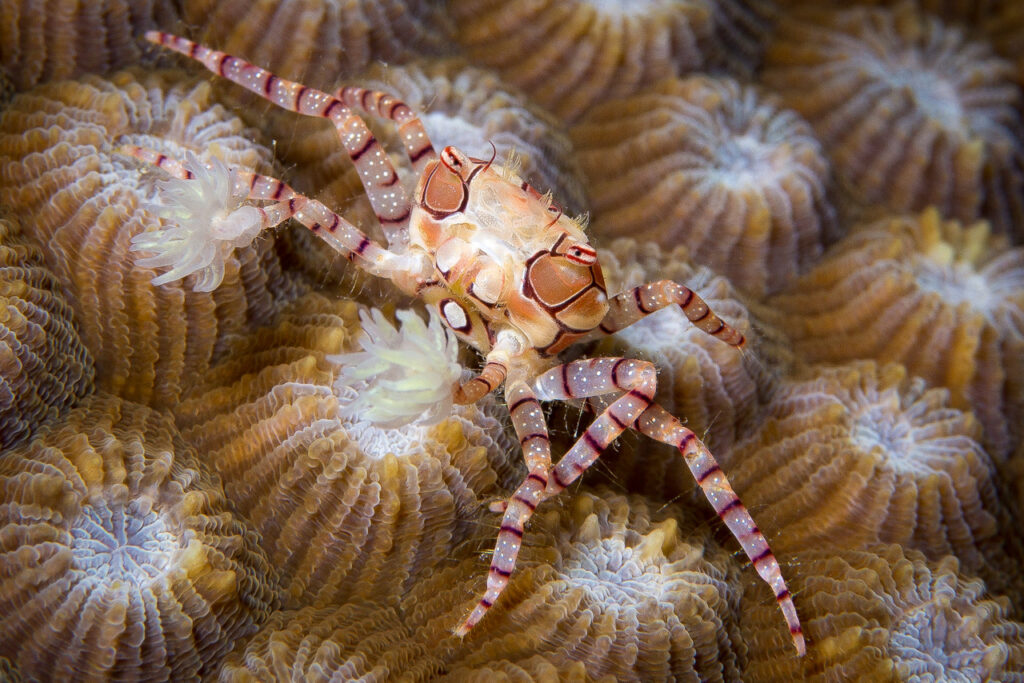 Pom Pom Crab