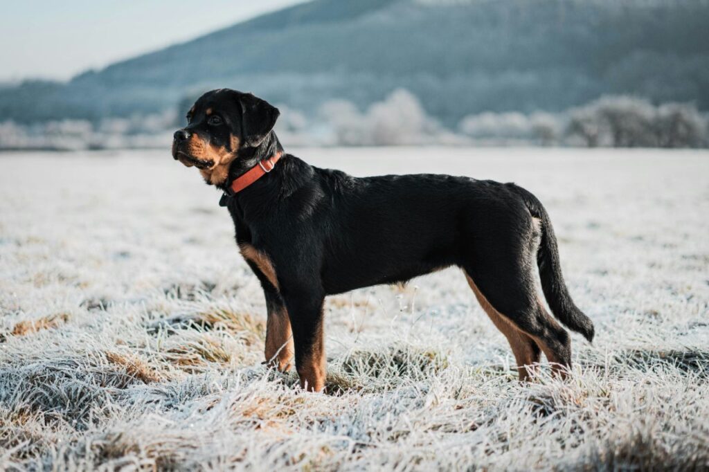 rottweiler in a field