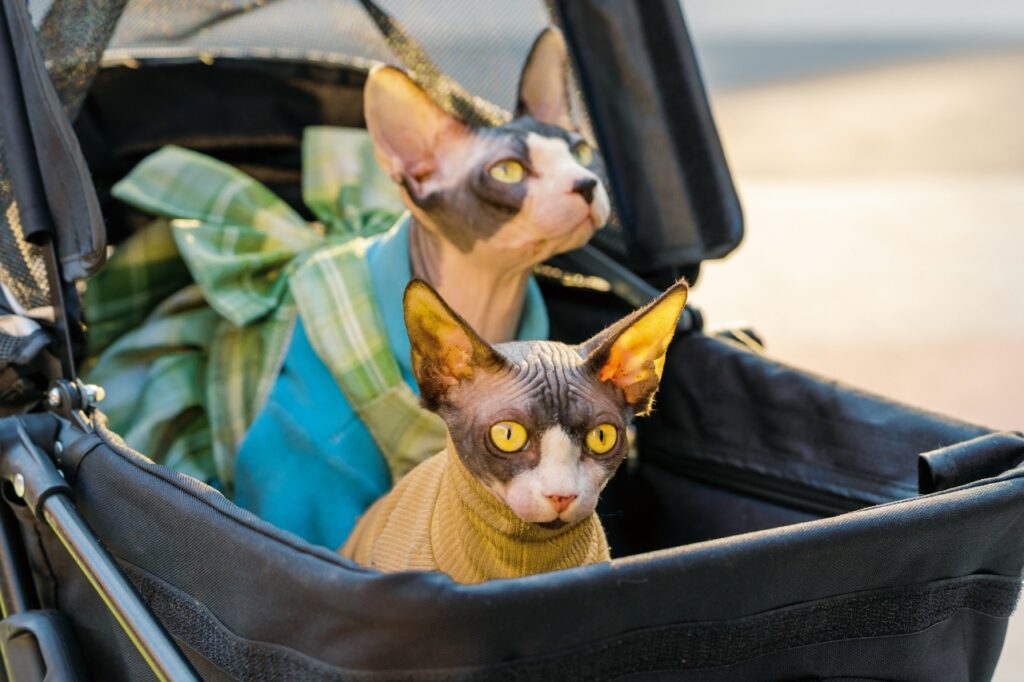 Sphynx Cat