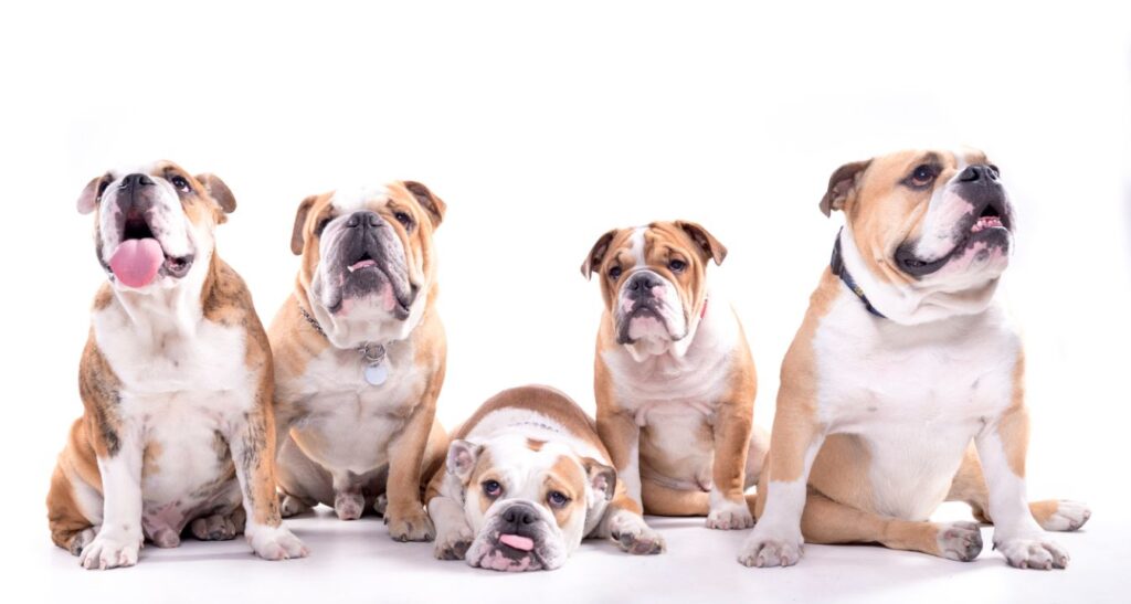 How Inbreeding Is Harming These 17 Beloved Dog Breeds
